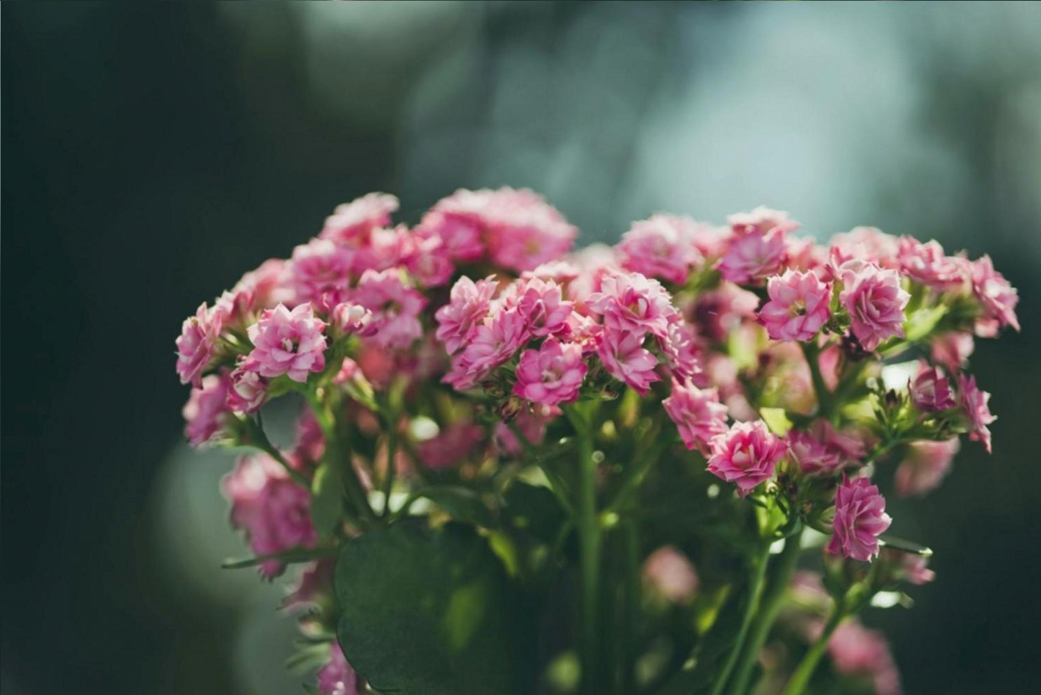 Flower Conditioning at Home: The Steps Most Guides Skip