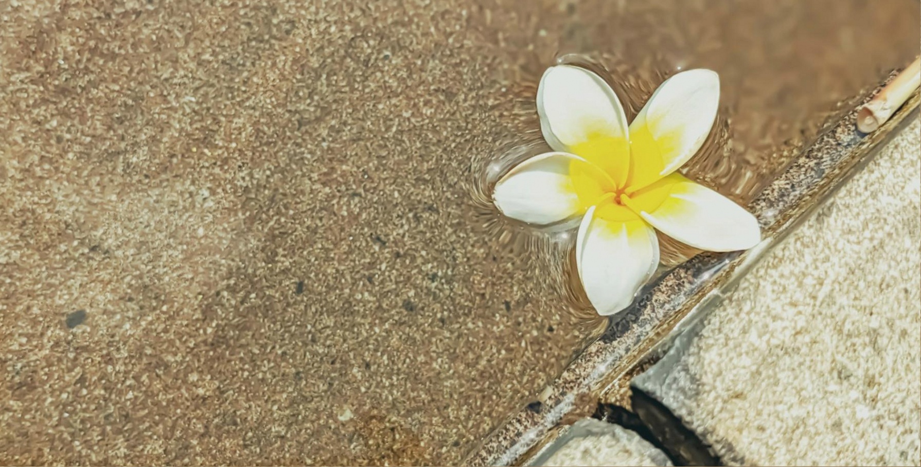 Odd Numbers in Bouquet Design: Why Three Stems Outperform Four