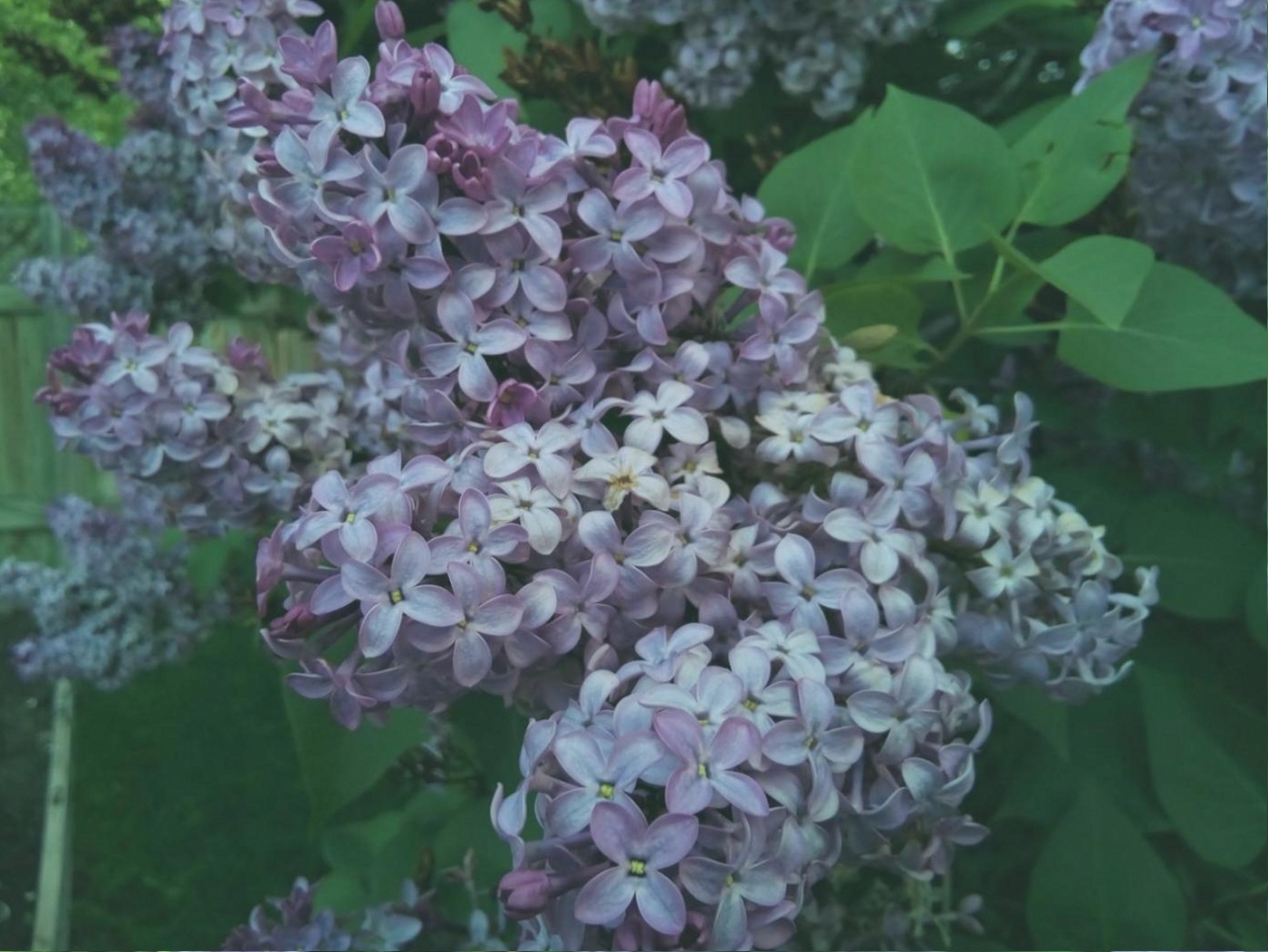 Wholesale Flower Markets Are Open to the Public — Most People Do Not Know This